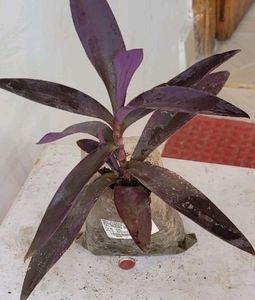 Purple Heart ❤️ Plant 🌵