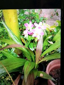 beautiful pink ground orchid