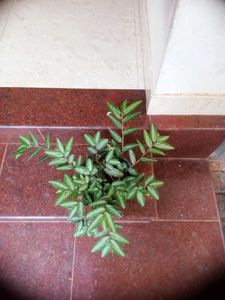 5 Live Root Plants