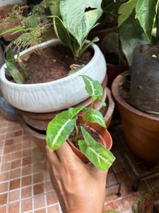 Healthy Syngonium Plant