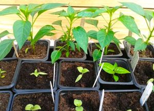 Mirchi Plant Ready To Provide Food Mature With Pot