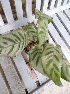 Plants Mix Combo