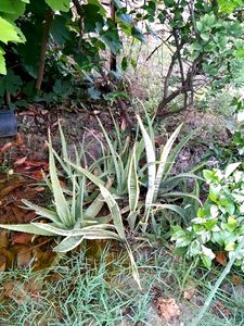 Snake Plant