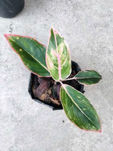 Assorted Houseplants