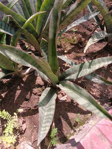 Sansevieria  / snake plan