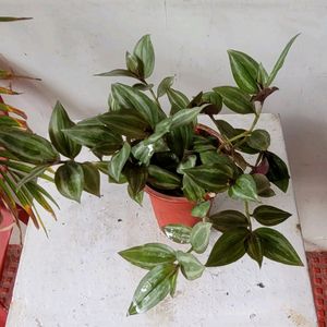 Tradescantia zebrina Plant 🌵 &amp; Pot