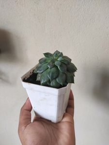 Plants