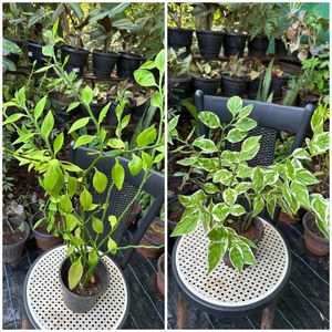14 Live Root Plants