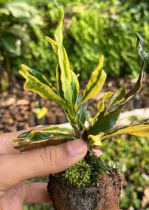 Croton Plant