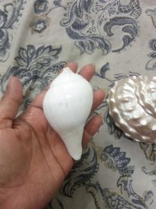 Lithopoma undosum and turbinella pyrum shells