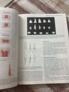 Wheeler's Dental Anatomy, Physiology and Occlusion