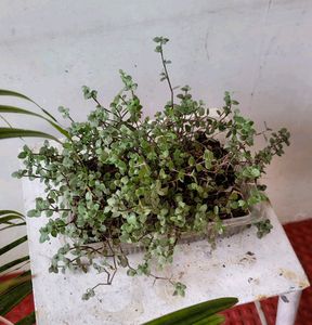 Beautiful Turtle Vine Plant🌵&amp; Pot