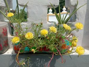 Vibrant Yellow Purslane Flowers