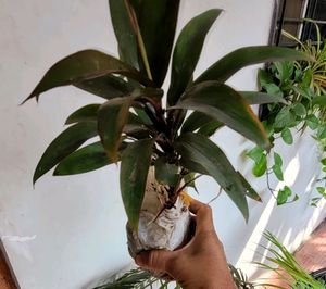 Set 2 Zebronics &amp; Syngonium Plant