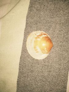 Aesthetic Brown Seashell from Korea 🐚🤎
