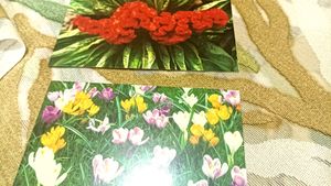 5 Beautiful Greeting Cards