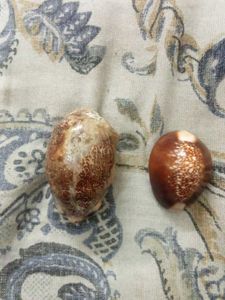 Cypraea mappa,cyprae caputserpentis
