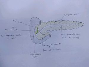 Anatomy Hand Drawn All Colourful Labelled Diagrams