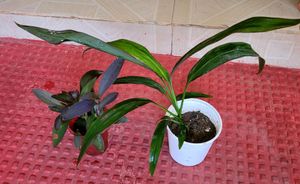 Pack 2 Dracaena Mahatma &amp; Heart Purple Plants&amp; Pot