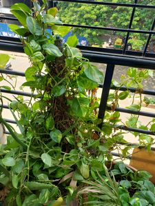 One Pot Full Of  Verigated Money Plant