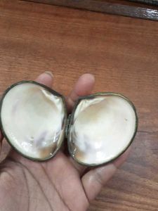 Natural Seashell trinket box