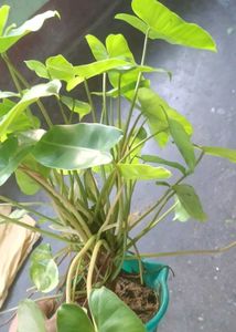Variegated  burl marx Plant