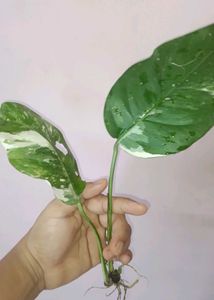 Healthy epipremnum pinnatum albo Cutting with Root