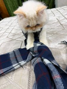 Burberry Cozy Plaid Scarf