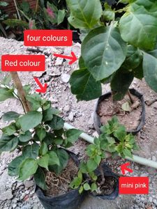 3 Beautiful Bougainvillea Plants.