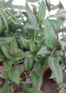 Multi Live Plants