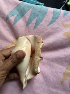 Antique Large Seashell Decor