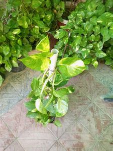 Money Plant Sapling