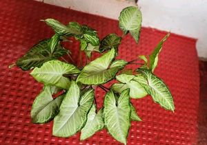 Set 2 Arrowhead &amp; Coleus Plants &amp; Pot