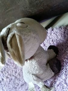 Cute Grey Donkey Plush Toy