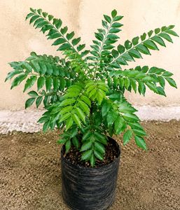 Real Curry leaf plant | not artificial|