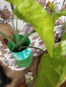 8 Plant Combo