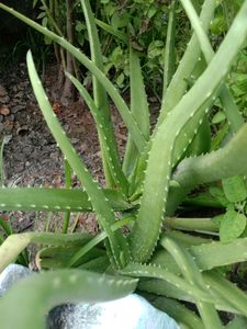 1 Aloe Vera Live Baby Plant
