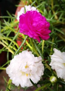 Combo Of Portulaca