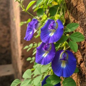 butterfly pea plant seeds