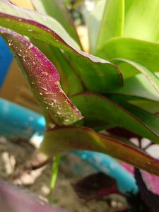 Basket Live Plant
