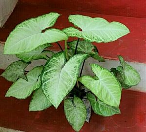 🌵 Set 2 Arrowhead plants,,🌲