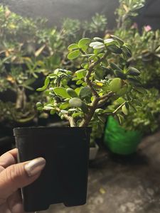 Original Jade Plant Bonsai