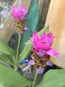 Siam Tulip Curcuma