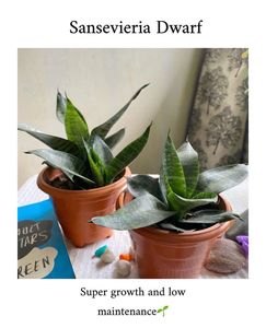 REAL Sansevieria Dwarf plant 🪴