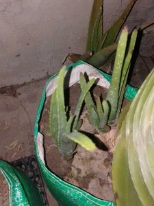 baby aloe vera puffs