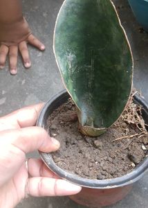 whale fin Sansevieria Plant