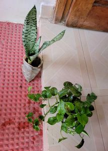 Set 2 Dwarf Snake Plant &amp; Money Plants🪴