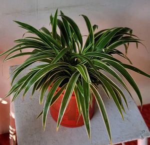 🌱chlorophytum laxum Plant🪴&amp;pot
