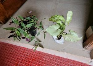 Pack 2 Zabronics &amp; Arrowhead Plants