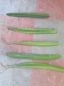Dragon Fruit Cuttings Plant Live big plan